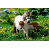 Ponies In The Field Ponies In The Field