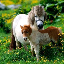 Ponies In The Field Ponies In The Field