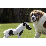 Dog With Pony Dog With Pony