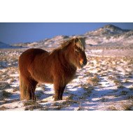 Pony In The Field 2 Pony In The Field 2