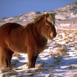 Pony In The Field 2 Pony In The Field 2