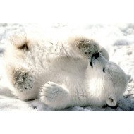 Polar Bear Polar Bear