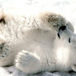 Polar Bear Polar Bear