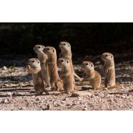 Tiny Meerkats Tiny Meerkats