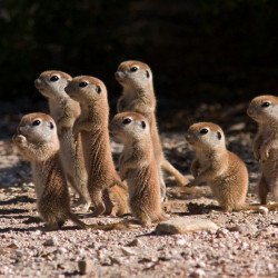 Tiny Meerkats Tiny Meerkats