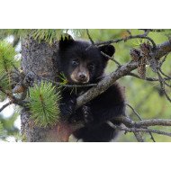 Animal On Tree Animal On Tree