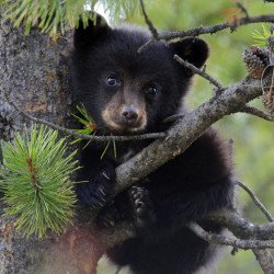 Animal On Tree Animal On Tree