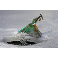 Preying Bird Preying Bird