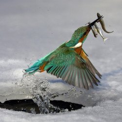 Preying Bird Preying Bird