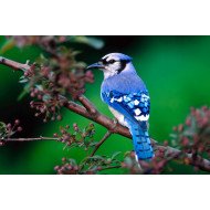 Blue Bird Blue Bird