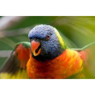 Oshi-  Beautiful Parrot Oshi-  Beautiful Parrot