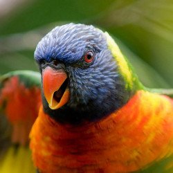 Oshi-  Beautiful Parrot