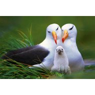 Beautiful Birds Beautiful Birds