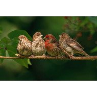 Beautiful Birds 2 Beautiful Birds 2
