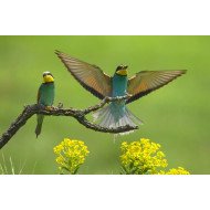 Beautiful Birds 3 Beautiful Birds 3