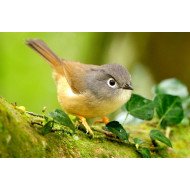 Beautiful Bird Beautiful Bird