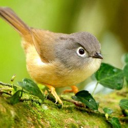 Beautiful Bird Beautiful Bird