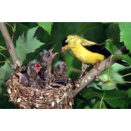 Mother Bird Feeding Baby Birds Mother Bird Feeding Baby Birds
