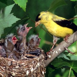 Mother Bird Feeding Baby Birds Mother Bird Feeding Baby Birds