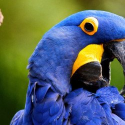 Oshi-  Beautiful Parrot 2