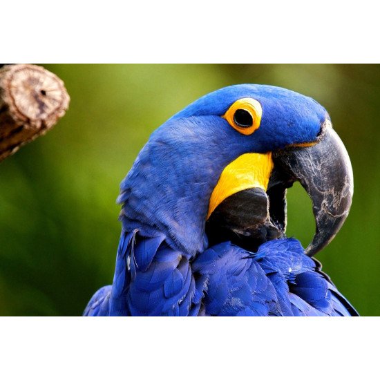 Oshi-  Beautiful Parrot 2