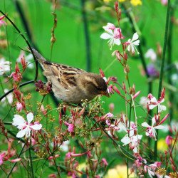 Beautiful Sparrow Beautiful Sparrow
