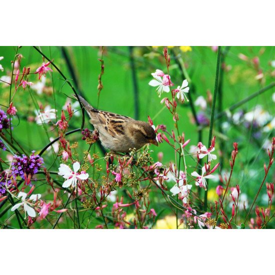 Beautiful Sparrow