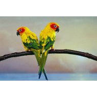 Oshi-  Beautiful Parrots 2 Oshi-  Beautiful Parrots 2