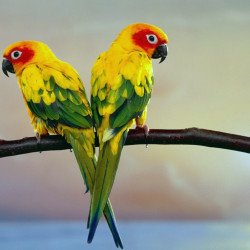 Oshi-  Beautiful Parrots 2