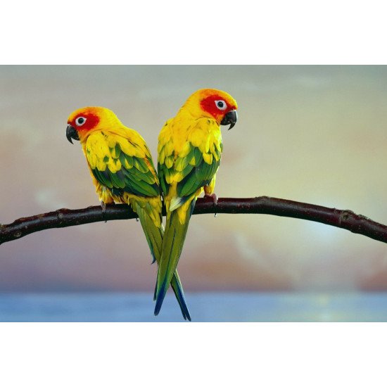 Oshi-  Beautiful Parrots 2