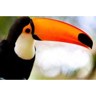 Beautiful Bird 3 Beautiful Bird 3