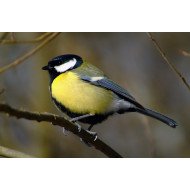 Beautiful Bird 4 Beautiful Bird 4