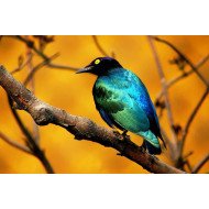 Beautiful Bird 5 Beautiful Bird 5