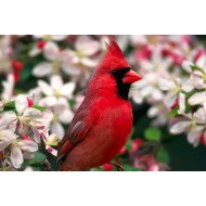 Beautiful Bird 6 Beautiful Bird 6