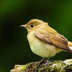 Beautiful Sparrow 2 Beautiful Sparrow 2