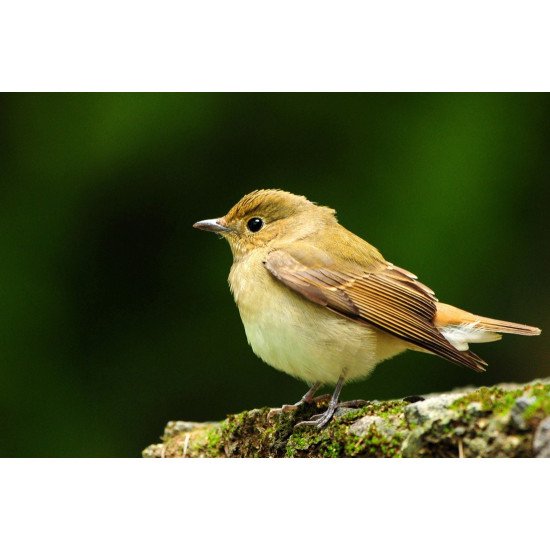Beautiful Sparrow 2