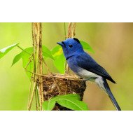 Beautiful Bird 7 Beautiful Bird 7