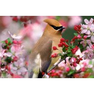 Beautiful Bird 8 Beautiful Bird 8