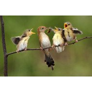 Hungry Sparrows Hungry Sparrows