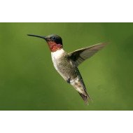 Hummingbird Hummingbird