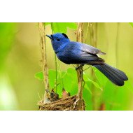 Oshi -Beautiful Bird 9 Oshi -Beautiful Bird 9
