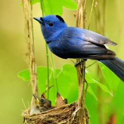 Oshi -Beautiful Bird 9