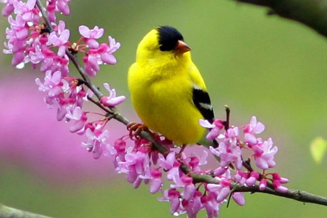 Beautifull Birds Wallpaper for Android iPhone  iPad  Odia Wallpaper