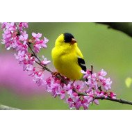 Beautiful Bird 10 Beautiful Bird 10
