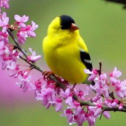 Beautiful Bird 10 Beautiful Bird 10