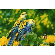 Beautiful Parrots Beautiful Parrots
