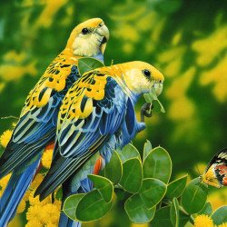 Beautiful Parrots Beautiful Parrots