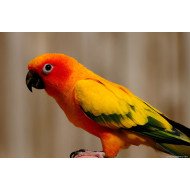 Beautiful Red Parrot Beautiful Red Parrot