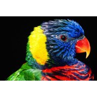 Colourful Parrot Colourful Parrot