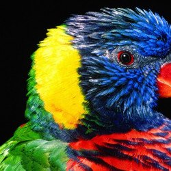 Colourful Parrot